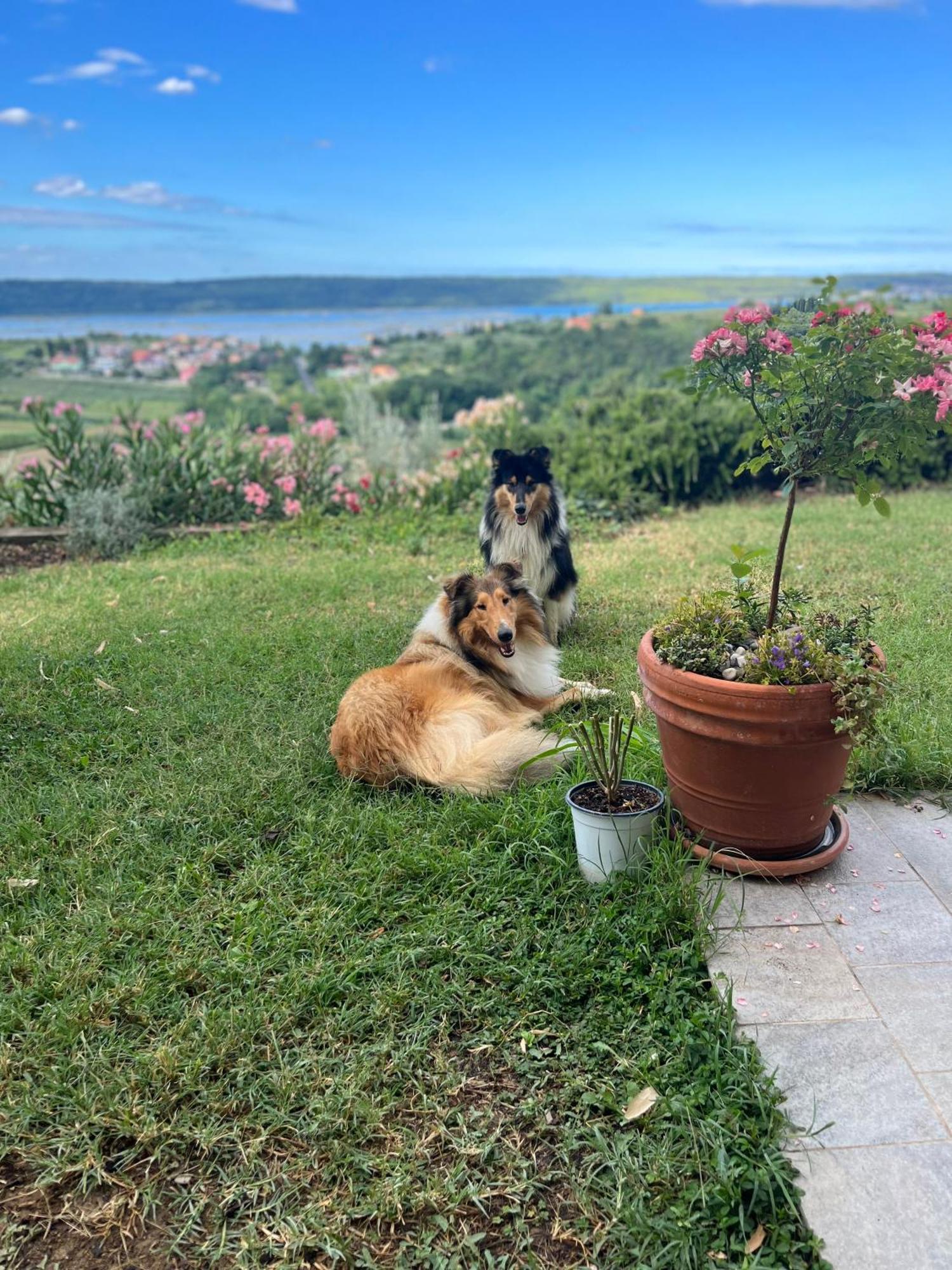 Sea View Olive Retreat Apartment Portoroz Bagian luar foto